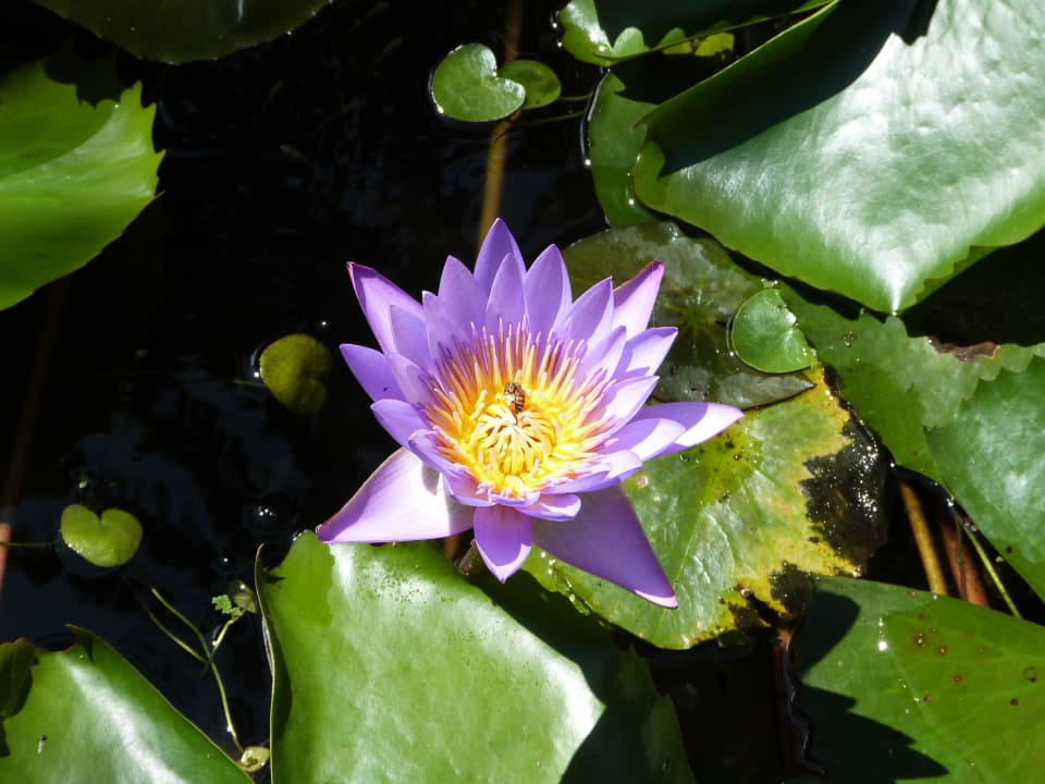 Seerosen wunderschön Jungle Beach by Uga Escapes