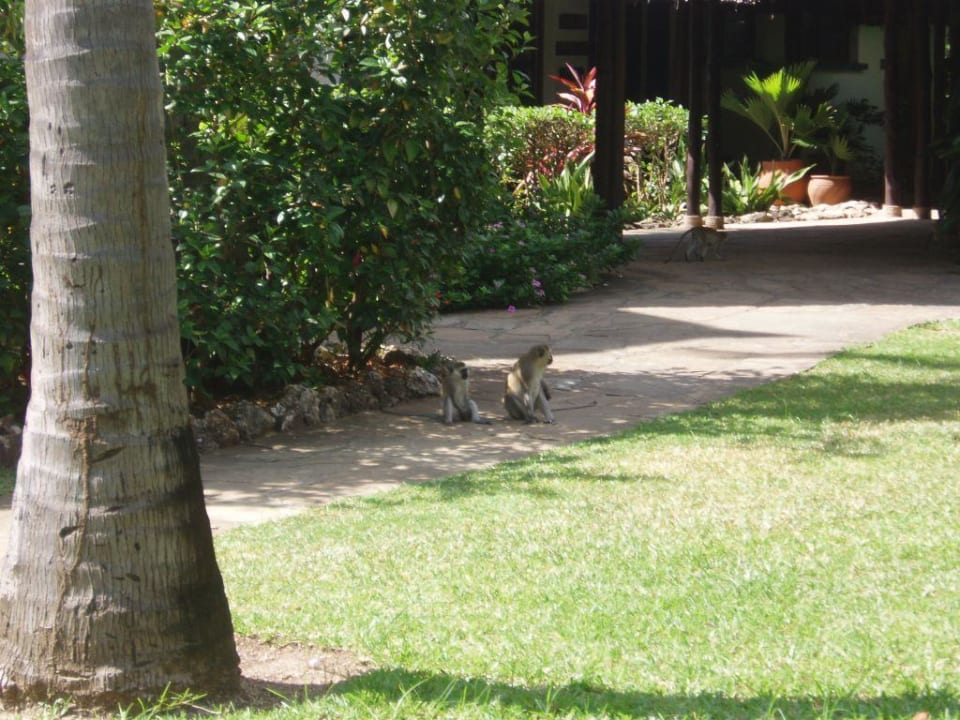 Besuch durch die Affen Bahari Beach Hotel