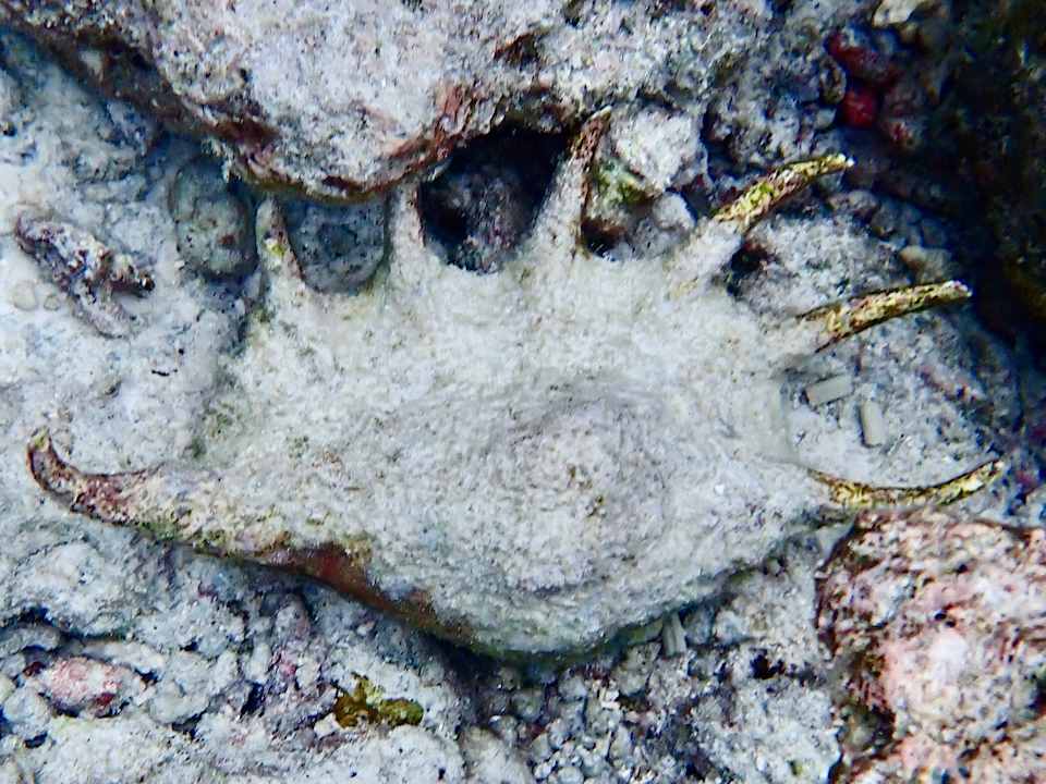 Strand Vilamendhoo Island Resort & Spa