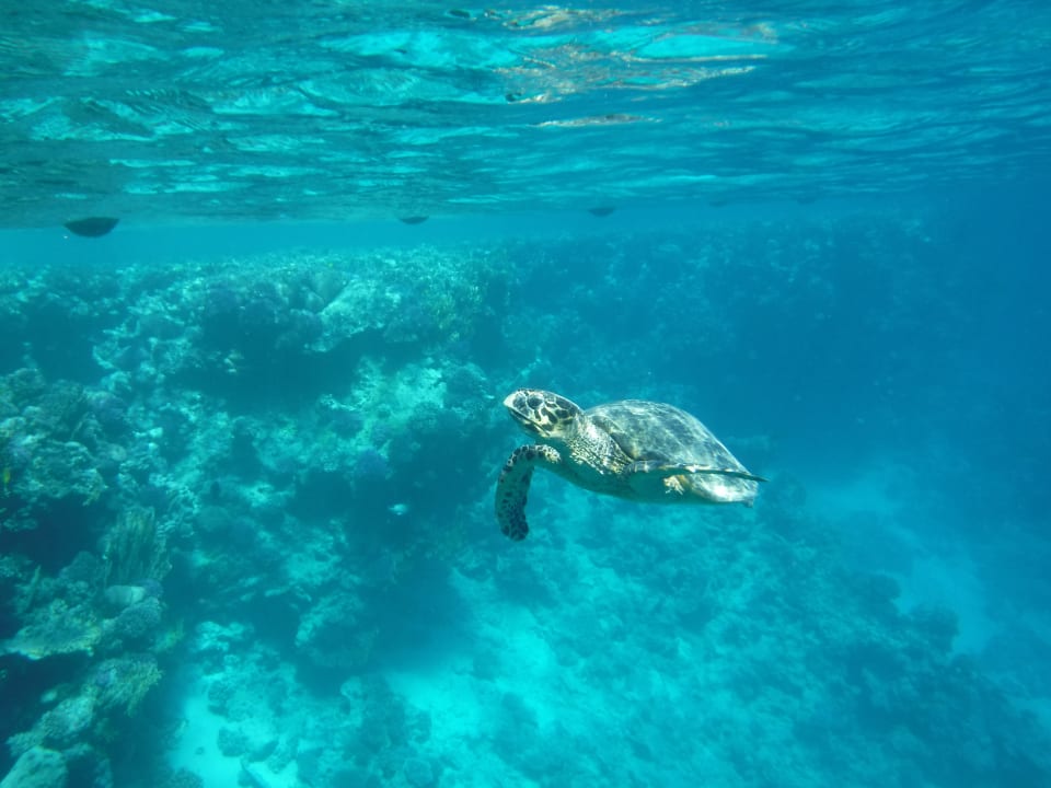 Strand Steigenberger Coraya Beach - Adults only