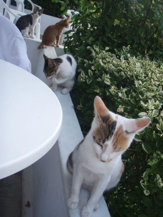 Kätzchen auf unserem Balkon Philoxenia Hotel