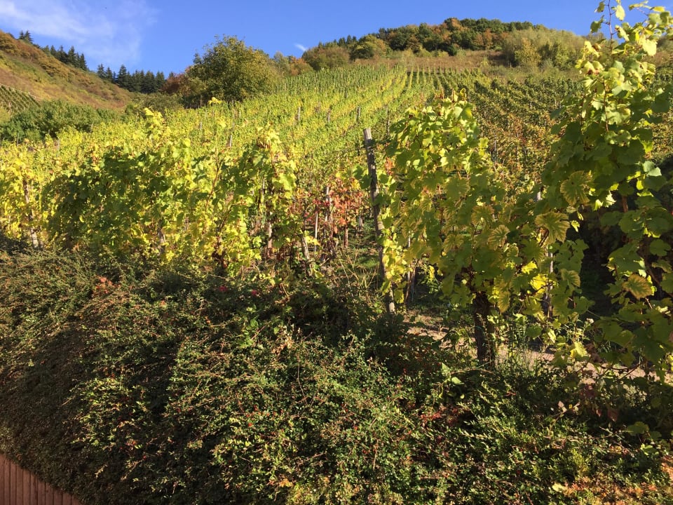 Von der Terrasse auf den Weinberg Weingut Zecherhof