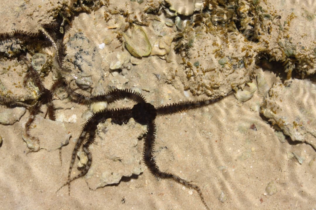 Звезда Stella Garden Resort & Spa, Makadi Bay