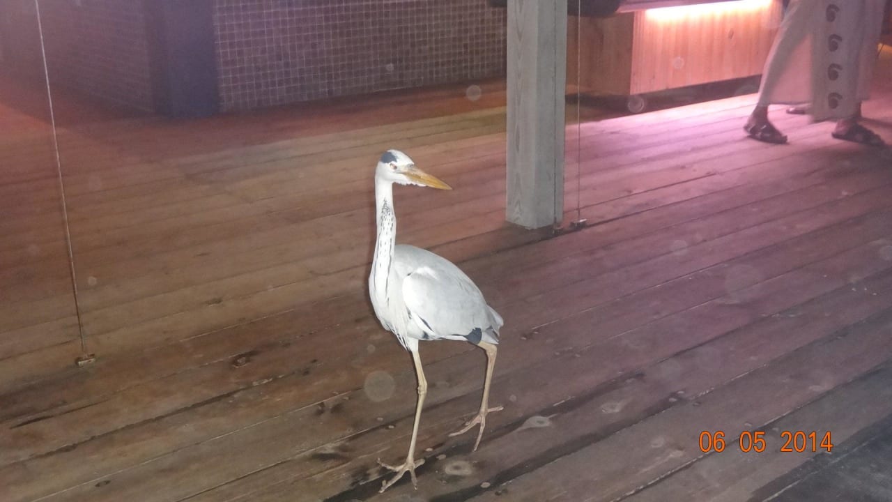 Reiher auf Suche nach Fisch im Reef Kuramathi Maldives