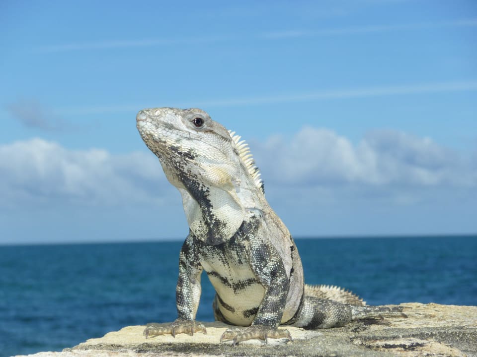 In der Anlage Hotel Jaguar Reef Lodge