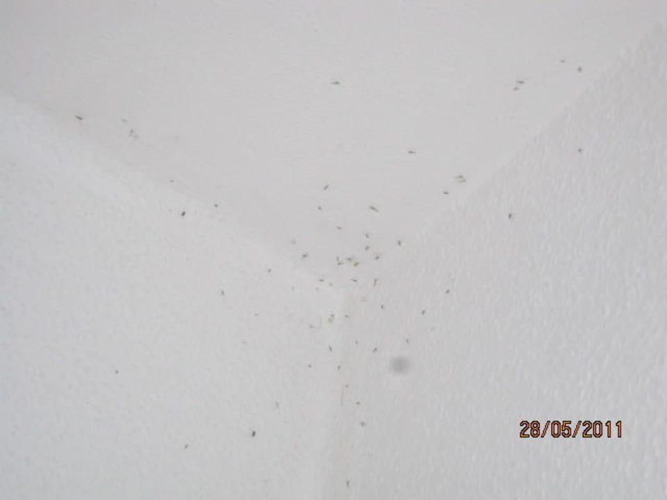 Ungeziefer an der Decke Burg-Hotel Cochem