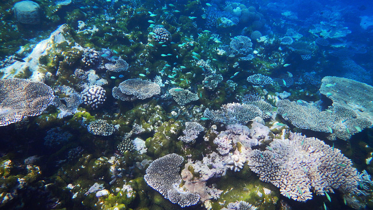 Korallenriff Adaaran Select Meedhupparu Island Resort - Premium All Inclusive