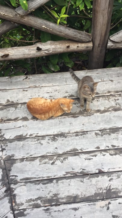 Gartenanlage Neptune Village Beach Resort & Spa