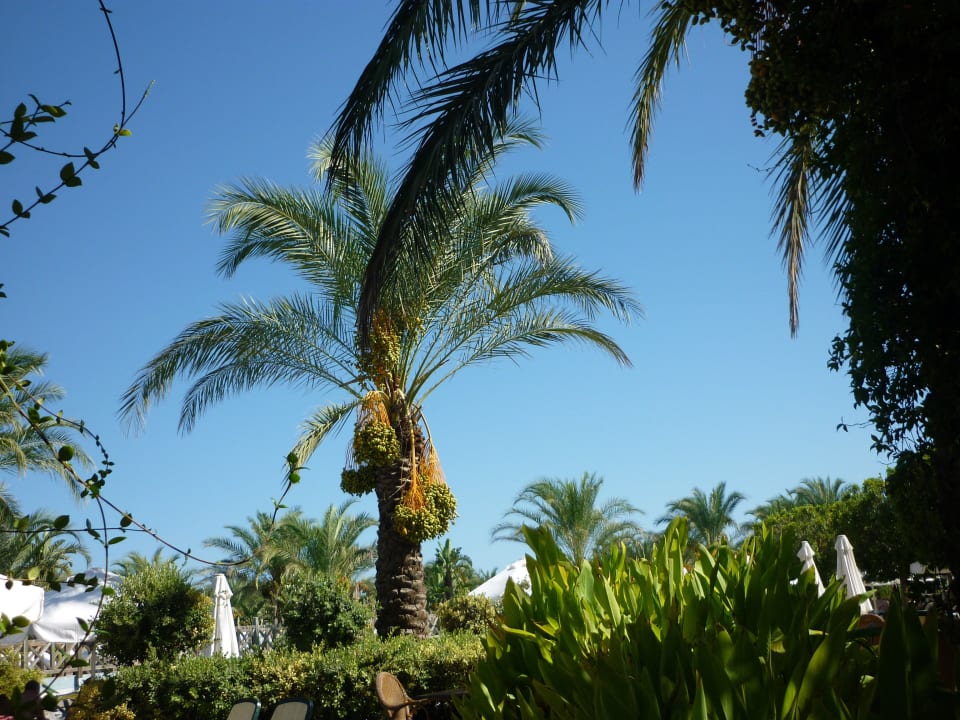 Überall Palmen Royal Wings Hotel