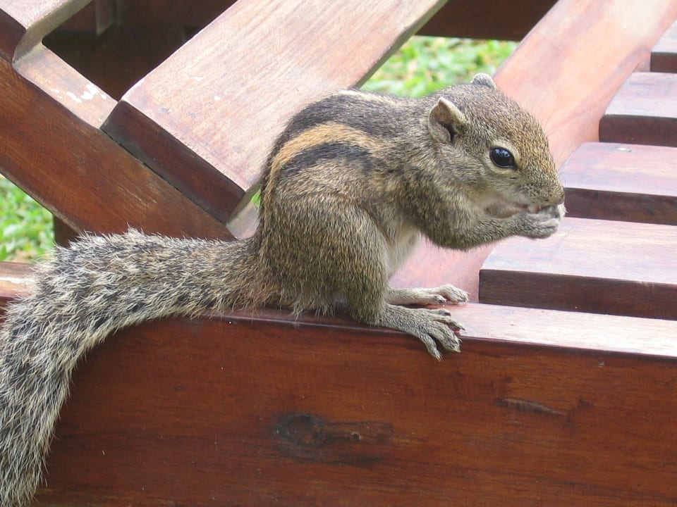 Unser Gast Mermaid Hotel & Club