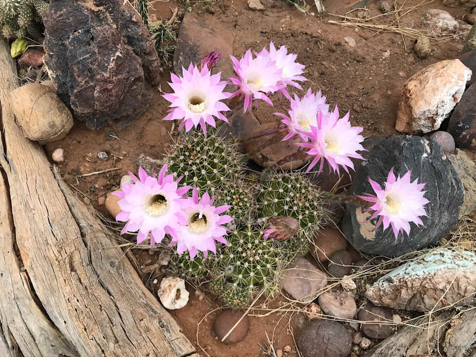 Gartenanlage Tismaree Guestfarm