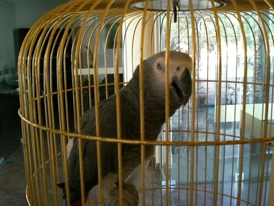 Der Hotelpapagei HI Hotels Imperial Resort