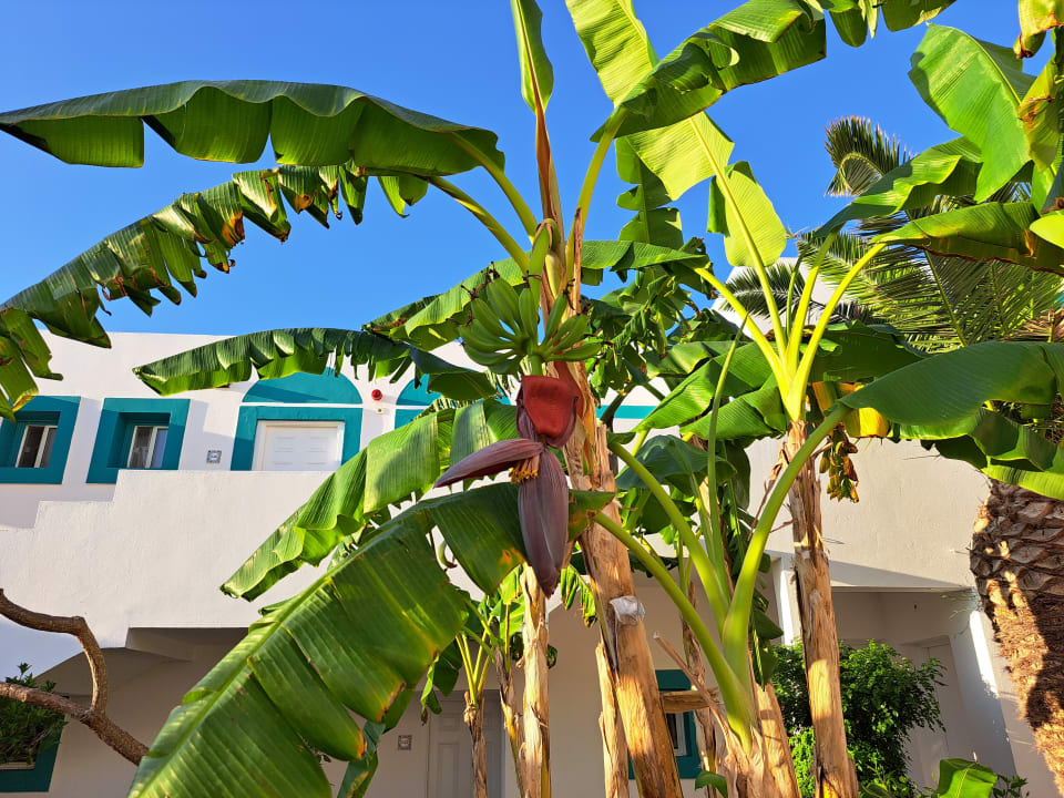 Gartenanlage Mastichari Bay Hotel