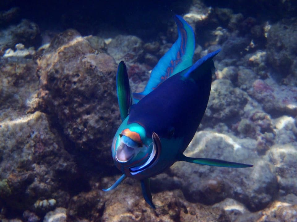 Wellness für Fische NH Collection Maldives Reethi Resort