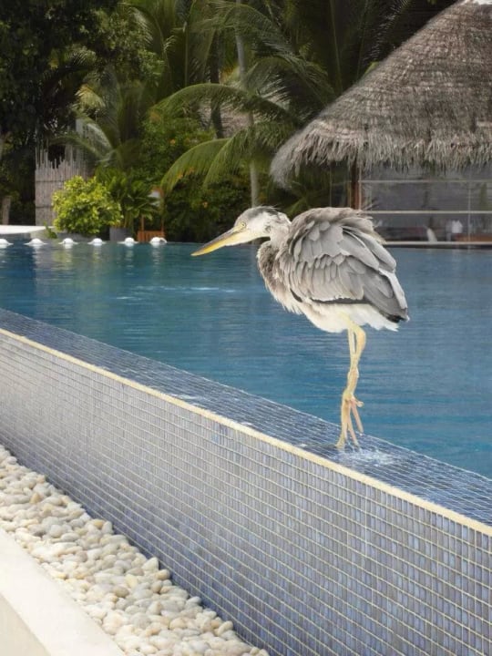 Reier am Pool  Kuramathi Maldives