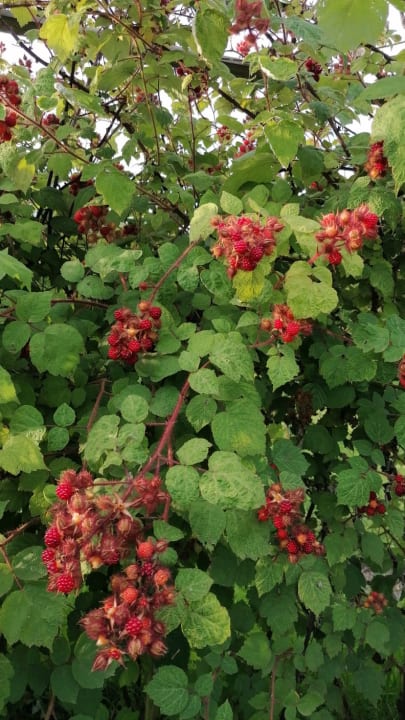 Gartenanlage Hotel Chalets Grosslehen