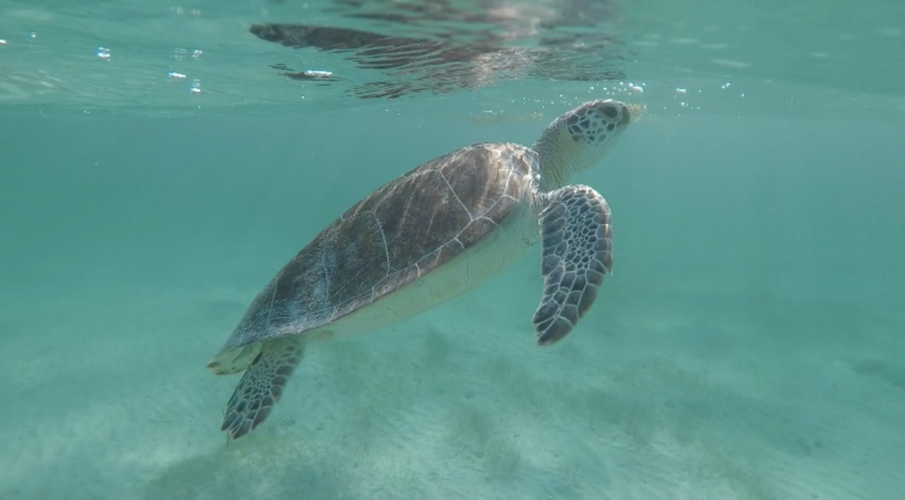 Sport & Freizeit Akumal Bay Beach & Wellness Resort