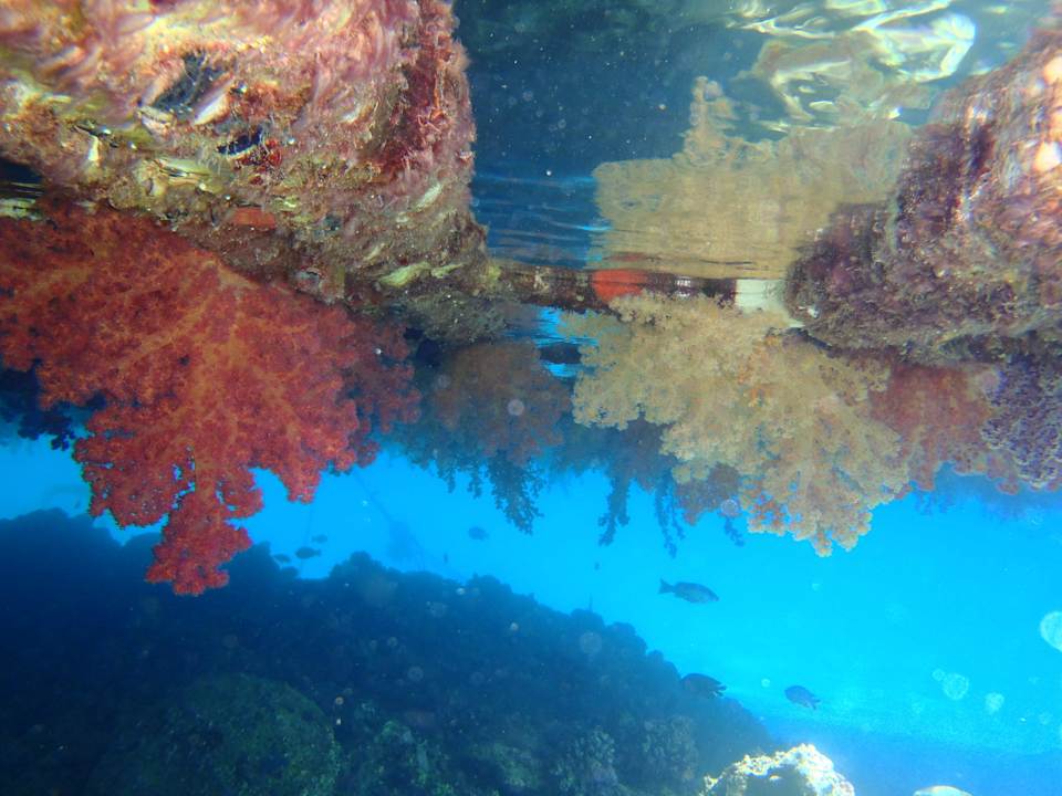 Rafa pod molem Pickalbatros Palace Resort