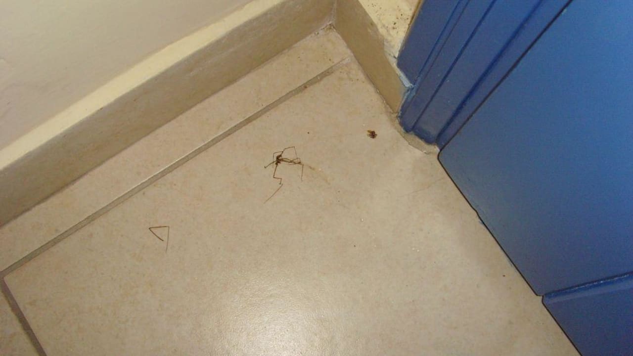 Mitbewohner Alexandros Palace