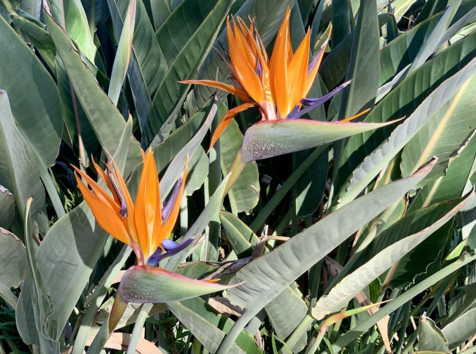 Gartenanlage TUI BLUE Xanthe