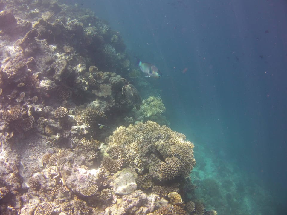 Als weiter runter!!! Biyadhoo Island Resort