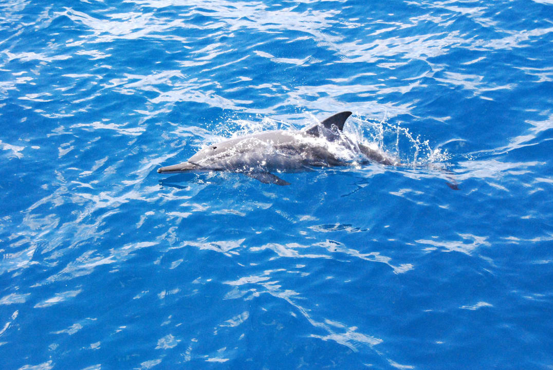 Flipper Kuredu Island Resort & Spa