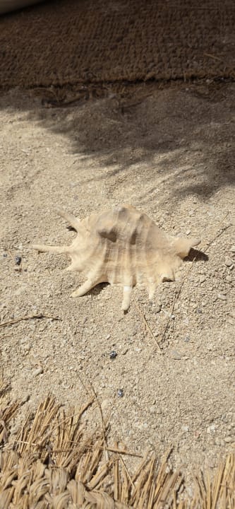 Sport & Freizeit Desert Rose