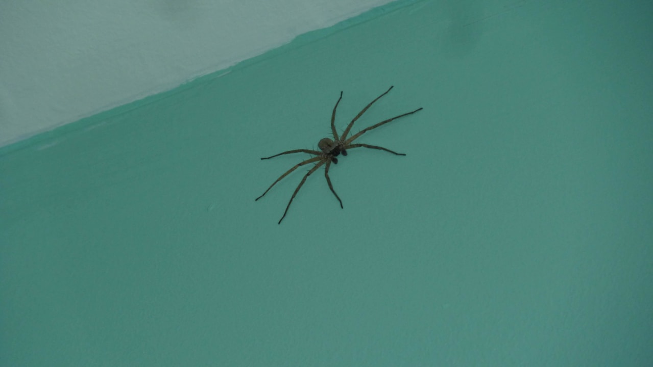 Ungebetenes Haustier Hotel Playa Pesquero