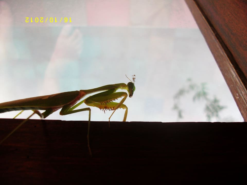 Gottesanbeterin zu Besuch Hanging Gardens of Bali