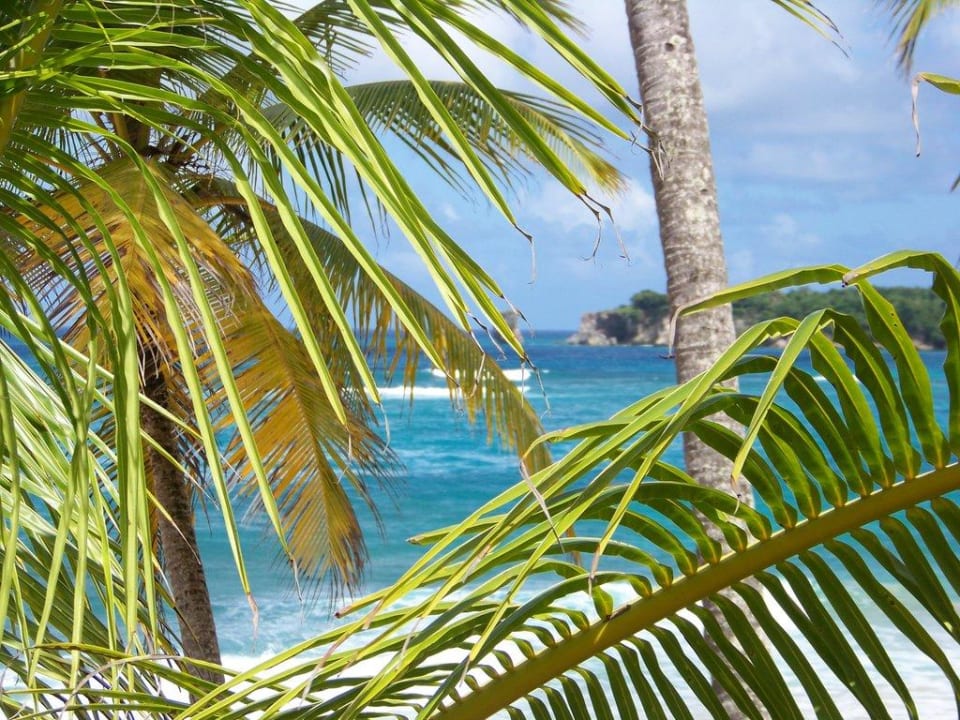 Palmen Wyndham Alltra Samana