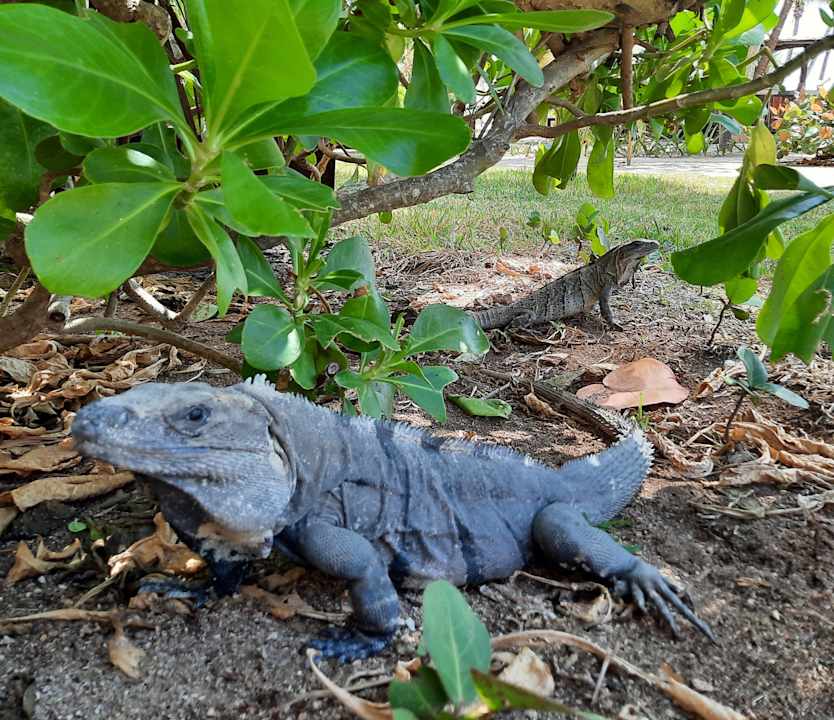 Gartenanlage Akumal Bay Beach & Wellness Resort