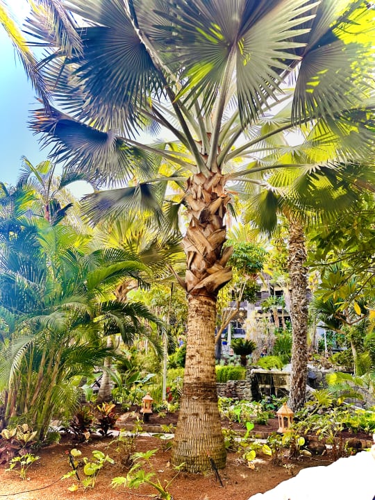 Gartenanlage Hotel Parque Tropical