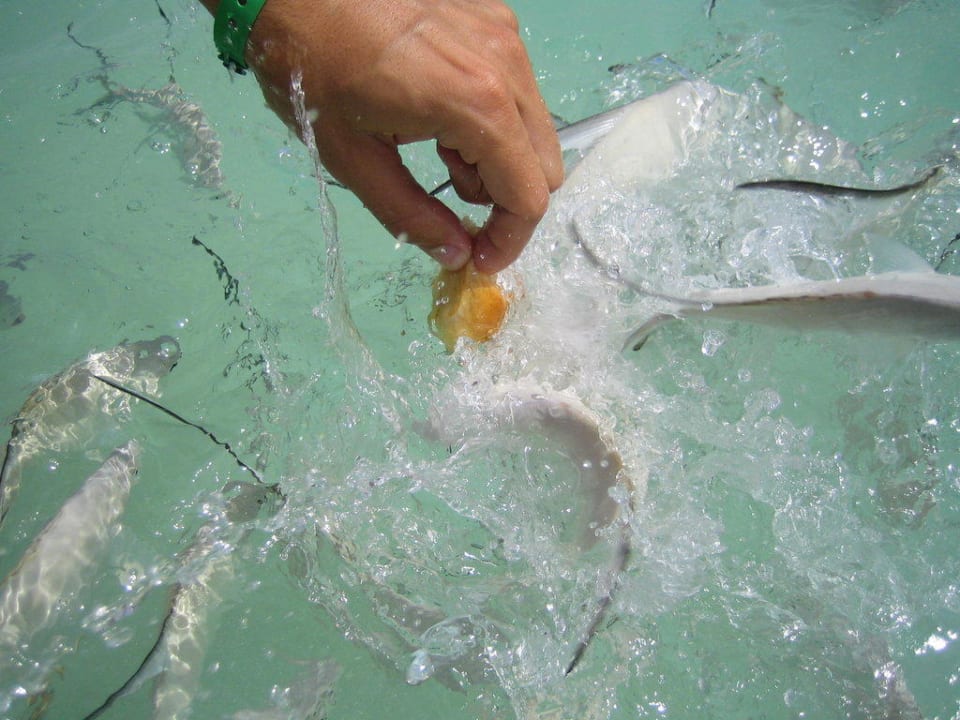 Fische füttern direkt am Hotel-Strand Catalonia Playa Maroma