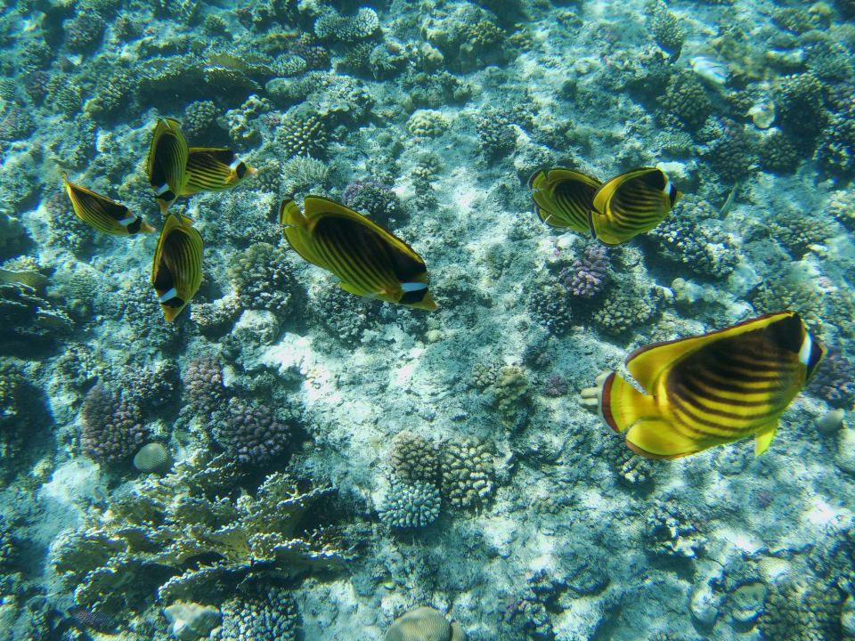 Sport & Freizeit Steigenberger Coraya Beach - Adults only