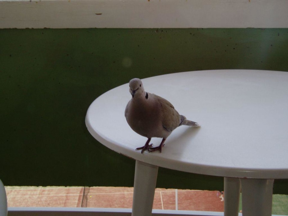 Tauben-Besuch Abora Buenaventura by Lopesan Hotels