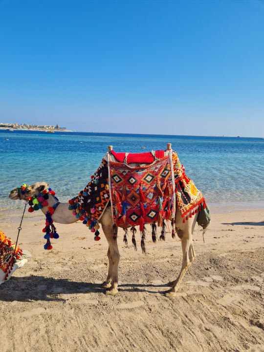 Strand Jaz Makadi Oasis Resort