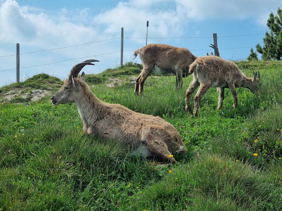Außenansicht Berghaus Niederhorn