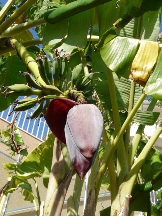 Bananenpflanze Voyage Belek Golf & Spa