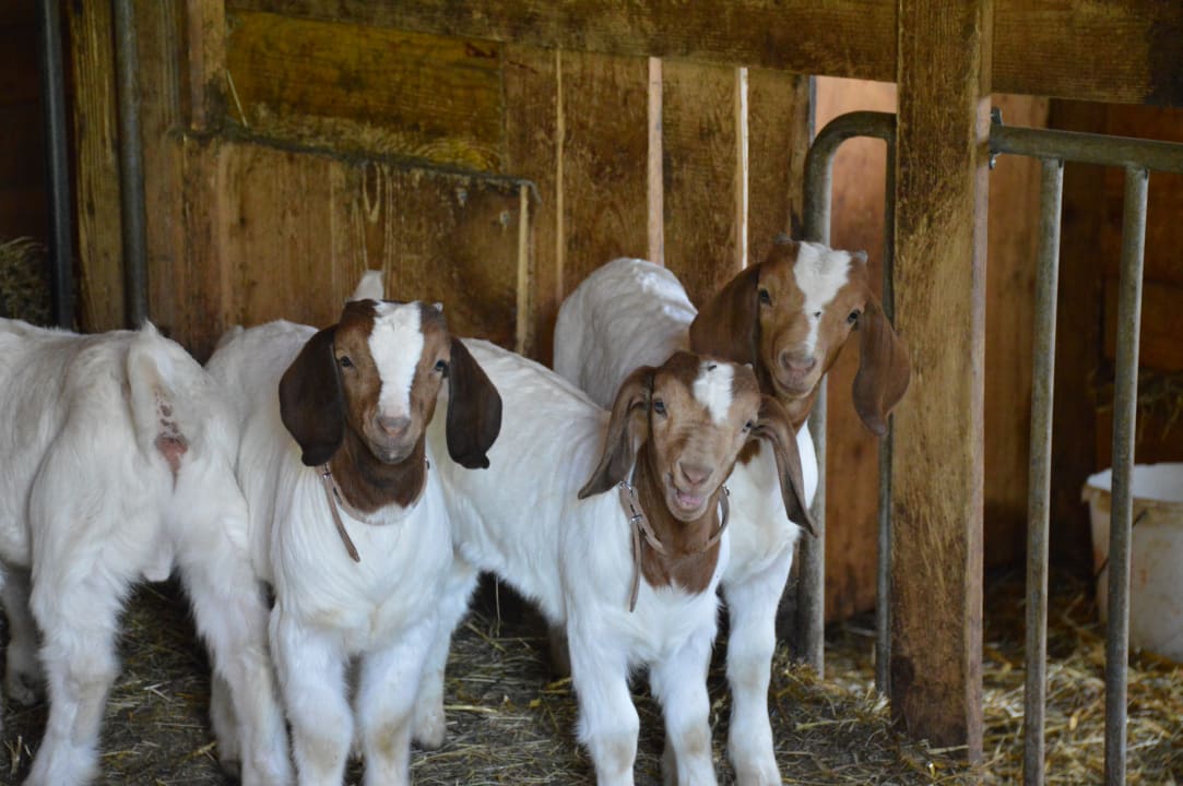 Sonstiges Ferienhaus Stockli