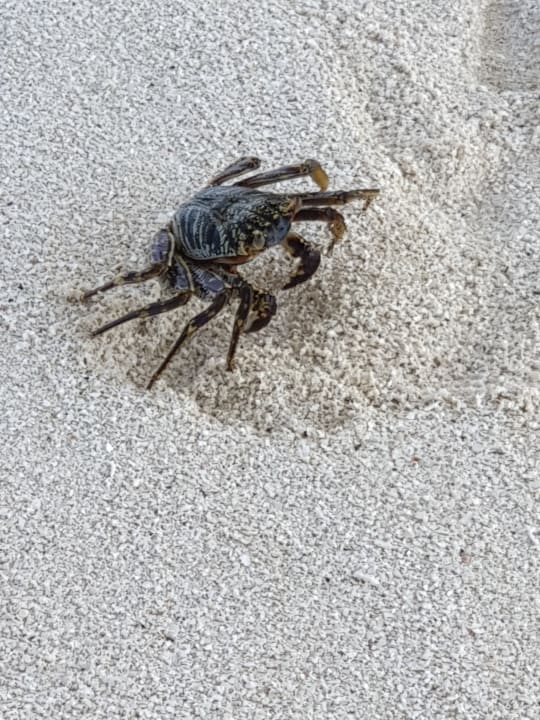 Strand Meeru Maldives Resort Island