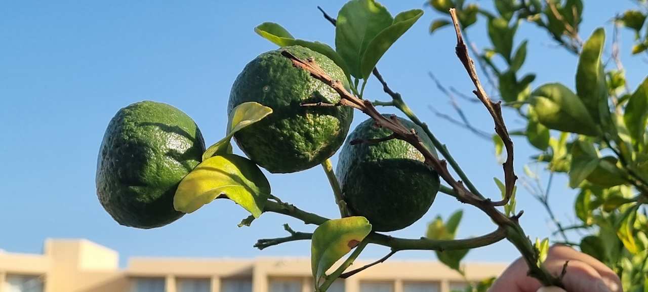 Gartenanlage JAZ Elite Asteria