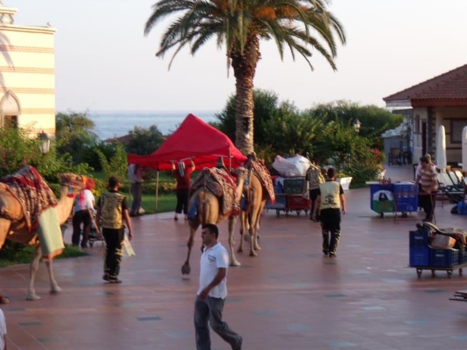 Kamelreiten auf der Anlage Ali Bey Club