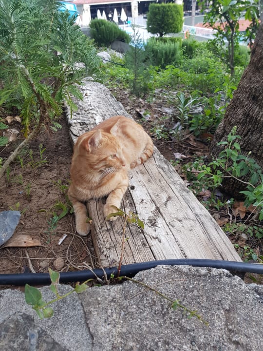 Gartenanlage Labranda Mares Marmaris