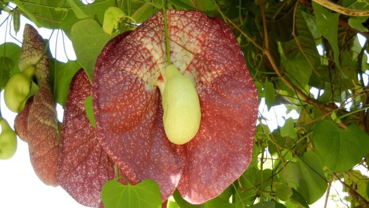 Schöne Blüte  Aldiana Club Rocca Nettuno Calabria