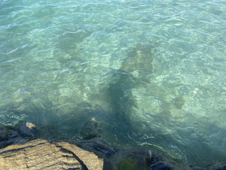 Strand Dizalya Palm Garden