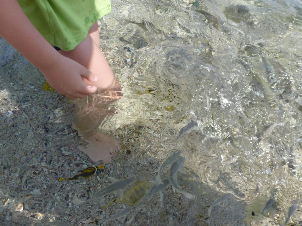 Fische am Strand Three Corners Sea Beach Resort