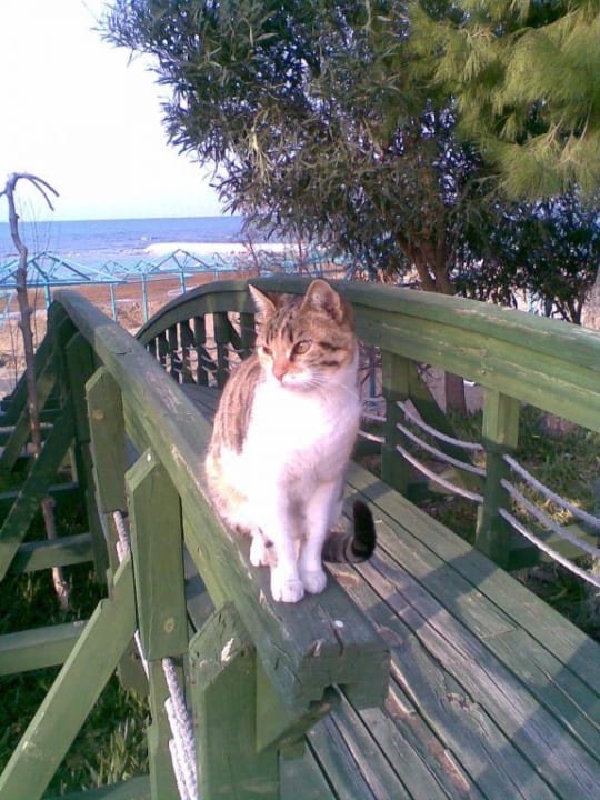 süsse Katzen überall PALOMA Perissia