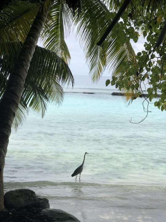 Strand Kuramathi Maldives