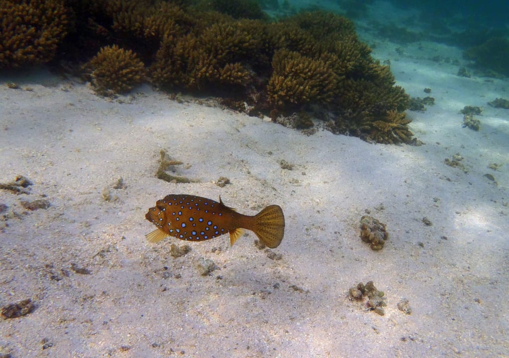 Strand Shandrani Beachcomber Resort & Spa