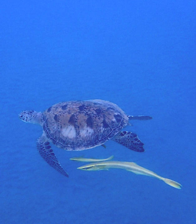 Strand Three Corners Equinox Beach Resort